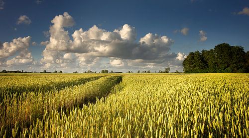 Grain d'or au soleil