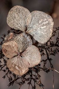 Hortensie in ihren letzten Tagen. Taupe.
