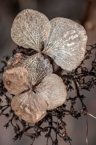 Hortensia in de nadagen. Taupe. van Alie Ekkelenkamp