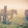Paarden in de mist van Marcel Bakker