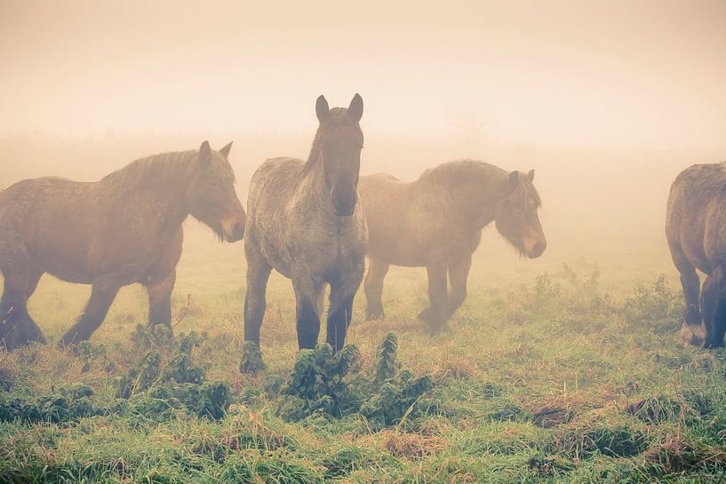 Paarden in de mist van Marcel Bakker
