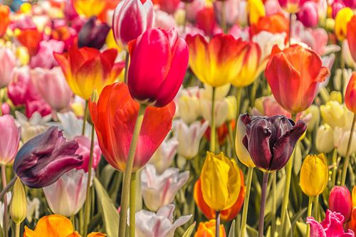 Veld tulpen vol kleur