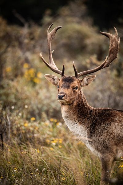 Fallow deer in nature by Design Wall Arts