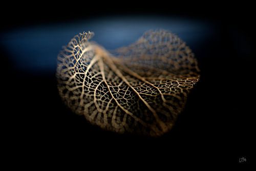 Nature morte d'automne : Hortensia