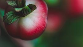 Stärke im Kleinformat