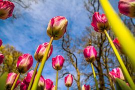 Tulpen reiken tot aan de lucht by Stedom Fotografie