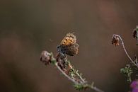 Butterfly on the heath that has finished flowering by KB Design & Photography (Karen Brouwer) thumbnail