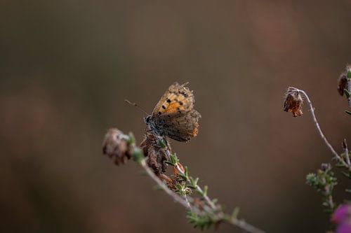 Butterfly on the heath that has finished flowering