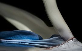 Gros plan sur le strelitzia sur Ulrike Leone