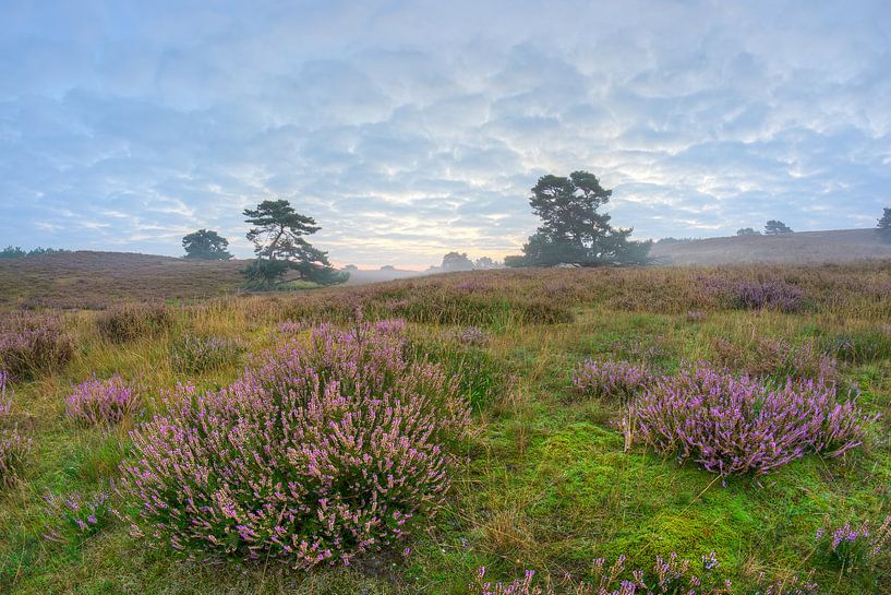 paarse heide bij zonsopkomst von Francois Debets