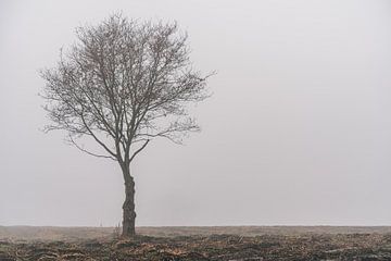 Vrijstaande boom in de mis. van zeilstrafotografie.nl