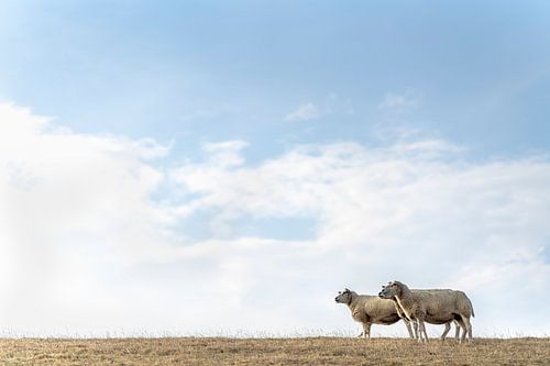 Drie schapen en een vogel
