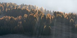 Sonnenstrahlen durch die Bäume