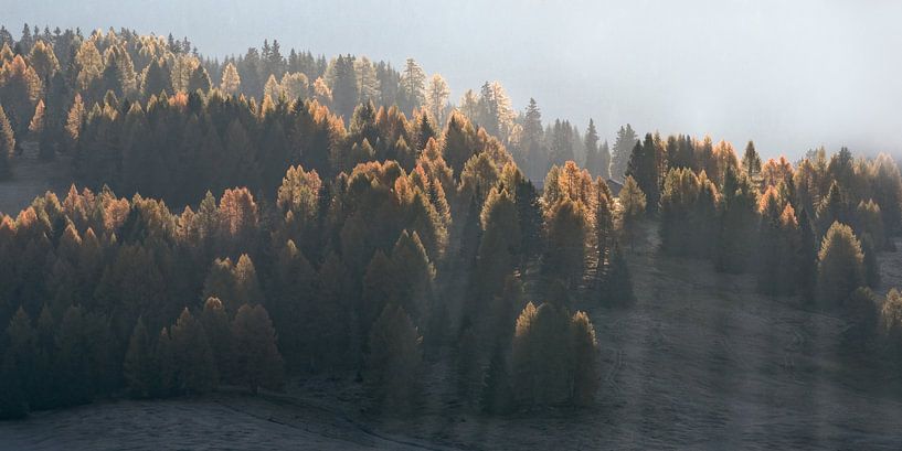 Rayons de soleil à travers les arbres par Anges van der Logt