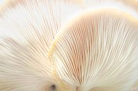 Dessous de champignon en macro | Photographie de nature par Denise Tiggelman Aperçu