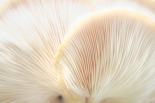 Beige paddestoel in macro | Natuur fotografie