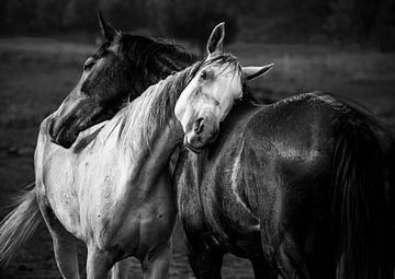 paard zwart-wit van abstract artwork