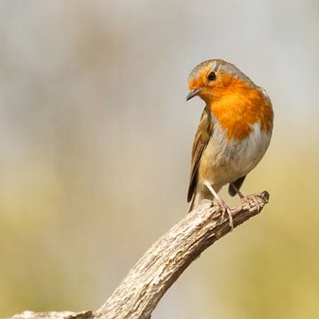 Robin by Arjan van de Logt