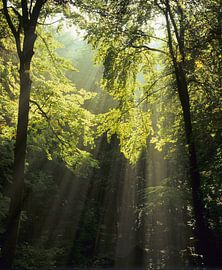 Zonnestralen in het bos