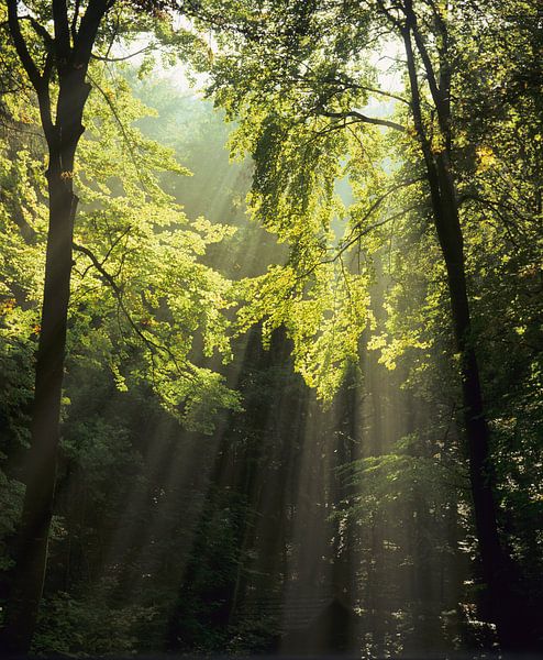 Sunbeams in the forest by Markus Lange