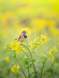 Singen im Frühling von JMVnature