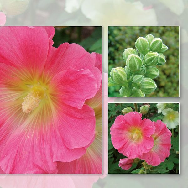 Blumenrose von Irene Polak