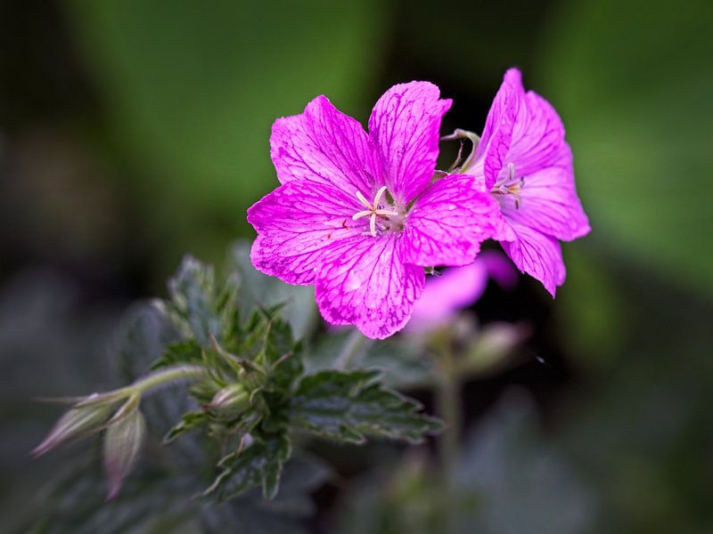 Geranium van Rob Boon