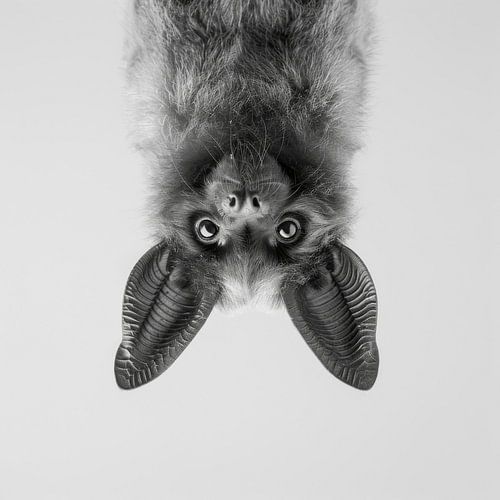 Chauve-souris