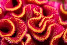 Bloem van dichtbij van Mark Damhuis