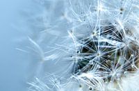  Dandelion and water drops