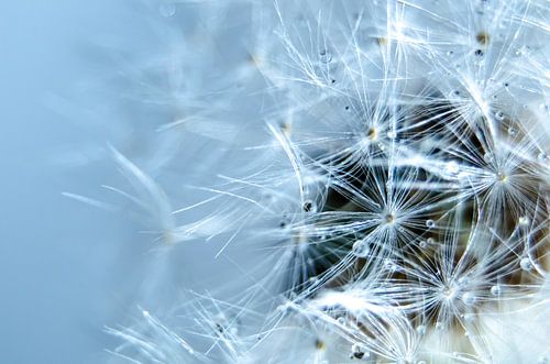 Druppels op een paardenbloem