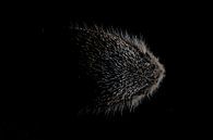 Abstract hedgehog by Douwe Schut thumbnail