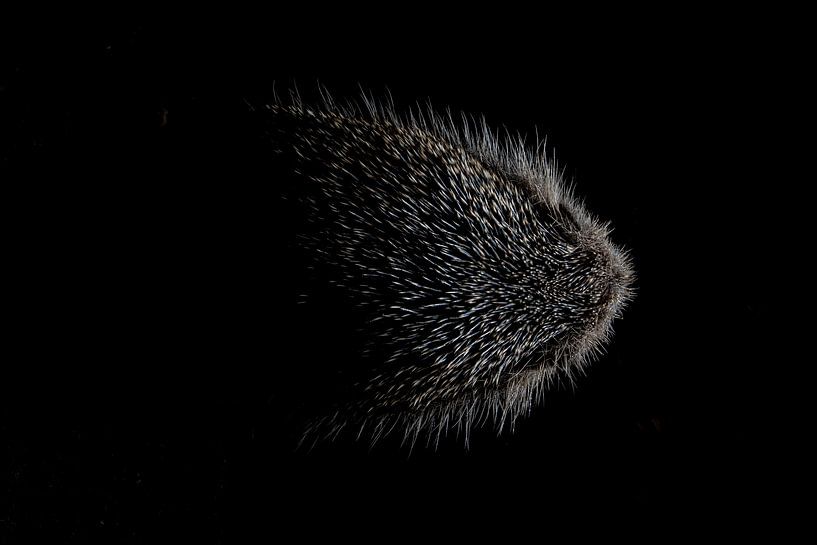 Abstract hedgehog by Douwe Schut