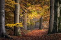 Autumn in the Netherlands