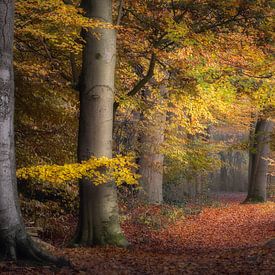 Der Herbst in den Niederlanden von Alex Riemslag