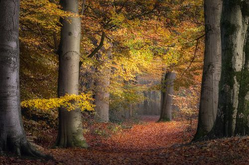 L'automne aux Pays-Bas