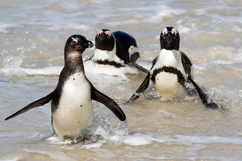 Penguins coming out of the water