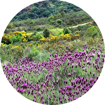 Lavendelveld Extremadura van Inge Hogenbijl