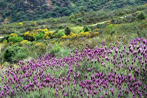 Lavendelveld Extremadura van Inge Hogenbijl