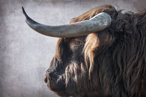 Kop Schotse Hooglander