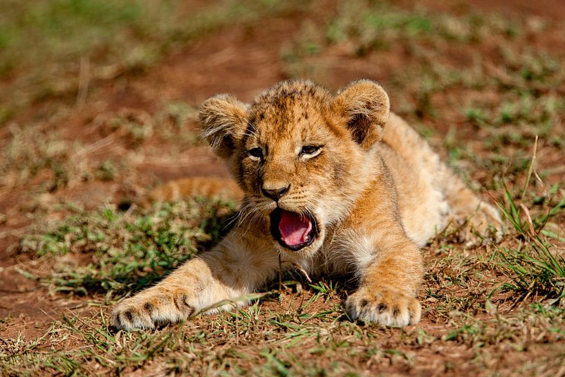 yawning Lion cub by Peter Michel