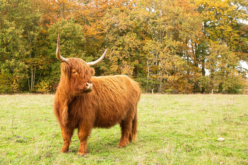 common highlander on the Hijkerveld by M. B. fotografie