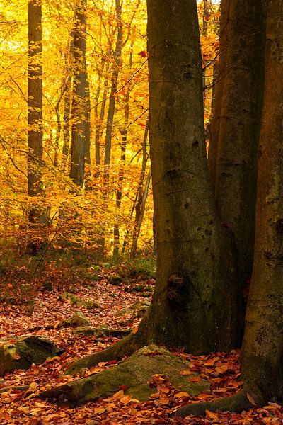 Ninglinspo 11 van Deshamer