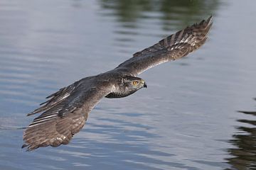 Havik (Accipiter gentilis) van Ronald Pol