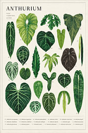 Anthurium Poster – Botanical Leaves & Plant Species by Marco Müller-Vo