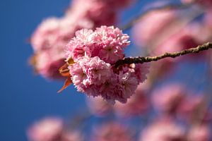 Fleur rose de rêve flottant sur une branche