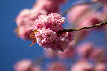 Dreamy pink blossom floating on a branch