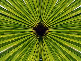 trachycarpus fortunei, palm tree leaves