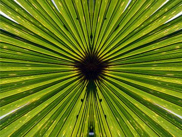 trachycarpus fortunei, palmboom bladeren van Humphry Jacobs