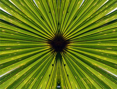 trachycarpus fortunei, feuilles de palmier